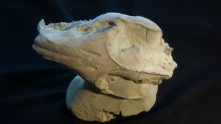 Oligocene White River Fossil Oreodont Skull Miniochoerus Gracilis Wyoming