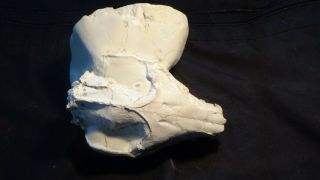 Oligocene White River fossil Oreodont skull Miniochoerus gracilis Wyoming 3