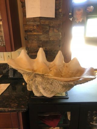 Real Giant Clam Sea Shell Tridacna Gigas 27” Wide.  Very Heavy.  78 Pounds