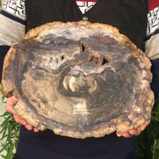 Fossil Petrified Wood Log Cross Section Polished Full Round Arizona Slab 5640g