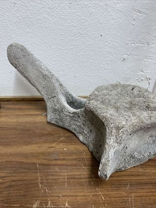 Old & massive WHALE VERTEBRAE bone spine fossil skeleton 21 Long 16 Wide 3