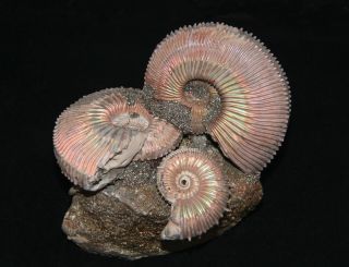 Ammonite Paleoart Gift Kosmoceras Fossil Callovian Russia