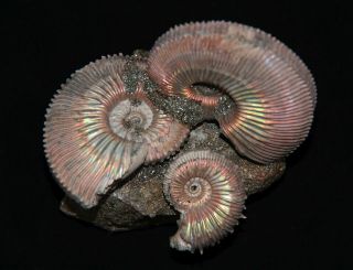 Ammonite Paleoart Gift Kosmoceras Fossil Callovian Russia 2