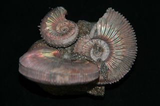 Ammonite Paleoart Gift Kosmoceras Fossil Callovian Russia 3