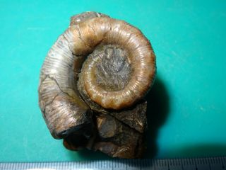 Ammonite Caucasus Heteromorph Acrioceras Aptian Stage