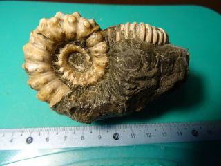 Ammonites Caucasus Heteromorph Aptian Stage