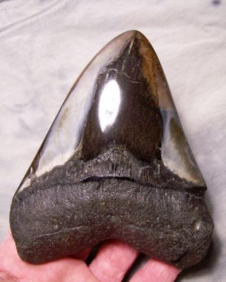 Megalodon Shark Tooth Shark Teeth Fossil Stunning Color 5 1/16 Big Polished Jaw