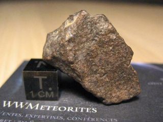 Meteorite Nwa 13443 - Very Primitive Carbonaceous Chondrite (co3.  1) - Main Mass
