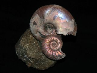 Ammonite Paleoart Gift Quenstedtoceras Fossil Callovian Russia