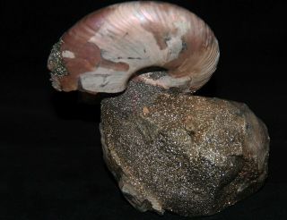 Ammonite Paleoart Gift Quenstedtoceras Fossil Callovian Russia 3
