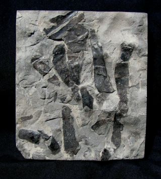 Extinctions - Rare Multiple Unidentified Fossil Worm Plate From The Ordovician