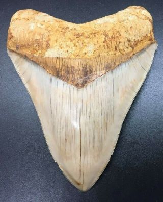 Commercial Grade 5.  34 " Indonesian Megalodon Fossil Shark Teeth,  Real Tooth