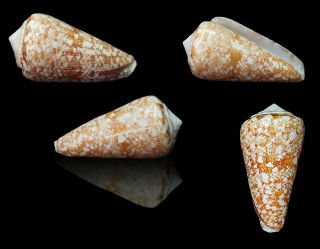 Seashell Conus Royaikeni 53.  66 Natal South Africa Selected Rare