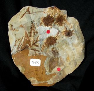 Extinctions - Very Cool Fossil Seed Pods And Leaves Plate,  Montana - Both Sides