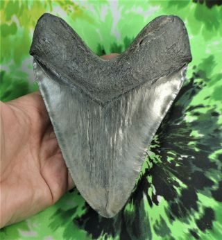 Megalodon Sharks Tooth 6 1/16  Inch Huge No Restorations Fossil Sharks Teeth