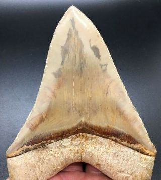 5.  49 " Indonesian Megalodon Fossil Shark Teeth,  Real Tooth
