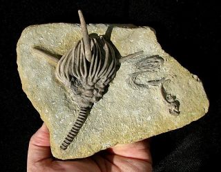 Extinctions - Huge,  Impressive Dorycrinus Crinoid Fossil W/ Long Spikes And Stem