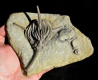 EXTINCTIONS - HUGE,  IMPRESSIVE DORYCRINUS CRINOID FOSSIL W/ LONG SPIKES AND STEM 2