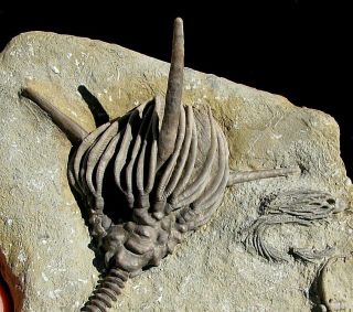 EXTINCTIONS - HUGE,  IMPRESSIVE DORYCRINUS CRINOID FOSSIL W/ LONG SPIKES AND STEM 3