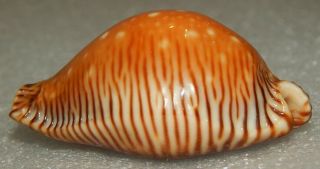 Seashell Perisserosa Guttata Surinensis F.  Bengalensis 51.  2mm