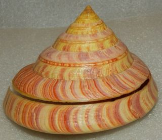 Seashell Entemnotrochus Rumphii 124.  3mm W/o Still Rare Good Size & Quality