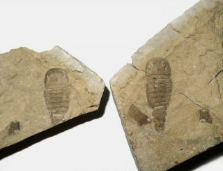 Silurian Sea Scorpion Eurypterus (balteurypterus) From Ukraine Fossil Both Tiles
