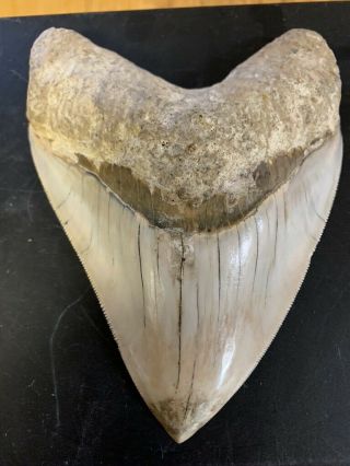 Megalodon Shark Tooth 5.  2 In.  Colorful Indonesian Real Asian Fossil