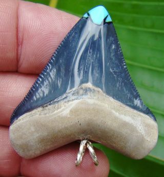 Bone Valley - Megalodon Shark Tooth Necklace - 1.  98 In Deep Blue W/ Turquoise