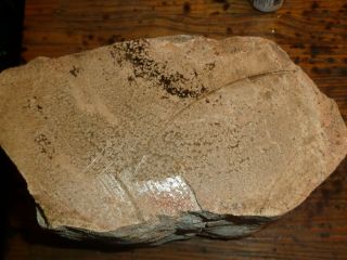 20 Pounds Dinosaur Bone Gem Bone Fossil ?