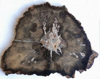 Very Large,  Polished Utah Petrified Wood Round,  Calcite Center,  Fungal Pockets