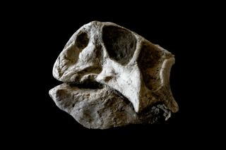[lpth013] Rare Museum Grade Large Psittacosaurus Dinosaur Skull Fossil
