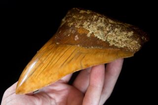 Megalodon Shark Tooth 5.  15  Large Rare Teracota Colour No Resto No Repair