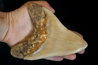 Megalodon Shark Tooth 5.  53  Large Lower Indo Gold Bourlette Gold Bone Colour 2