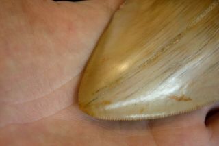 Megalodon Shark Tooth 5.  53  Large Lower Indo Gold Bourlette Gold Bone Colour 3