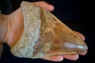 Megalodon Tooth 5.  77  Large Lower Anterior Indonesia Terracota Blue Colour