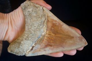 Megalodon Tooth 5.  77  Large Lower Anterior Indonesia Terracota Blue Colour 2
