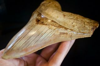 Megalodon Shark Tooth 5.  6  Large Upper Anterior Indo Unusual Gold Bone Colour