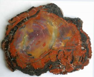 Large,  Polished,  Colorful Arizona Petrified Wood Round
