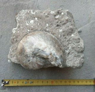 Extremely Rare Nautiloids With Shell Aturia Sp.  On Matrix Miocene Morocco