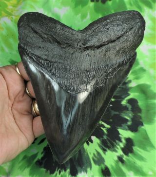 Megalodon Sharks Tooth 6 1/4  Inch Huge Fossil Sharks Teeth Tooth
