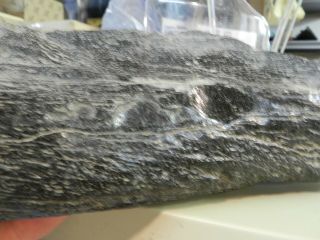 4.  65 Pound Fossil Whale Bone Bite Marks Megalodon Site Found Morgan River