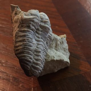 Museum Quality Trilobite Fossil Silurian Matrix Fine Detail - Kankakee,  Illinois 3