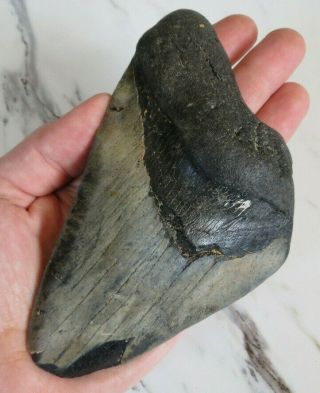 Huge Fossil Megalodon Shark Tooth,  5 1/2 Inches
