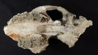 Oligocene White River Fossil Rhino Skull Subhyracodon South Dakota