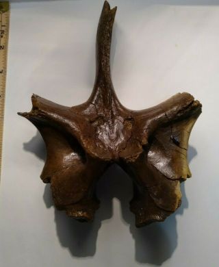 Large (20 - Cm) Triceratops Neural Arch Dinosaur Fossil From Hell Creek Formation