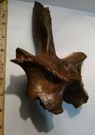 Large (20 - cm) Triceratops neural arch dinosaur fossil from Hell Creek Formation 2