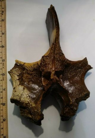 Large (20 - cm) Triceratops neural arch dinosaur fossil from Hell Creek Formation 3
