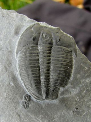 MUSEUM Quality Anomalocarid appendage fossil WITH Elrathia 3