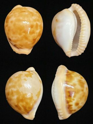 Cypraea (cypraeovula) Iutsui Iutsui (shikama,  1974)