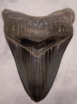 Megalodon Shark Tooth - Sharp - 4 1/2 Real Fossil Sharks Teeth - No Restorations